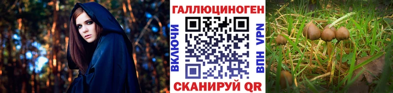 Псилоцибиновые грибы Psilocybine cubensis  Стародуб 